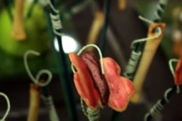Papillon en pâte à tuile au chocolat et au piment d'Espelette