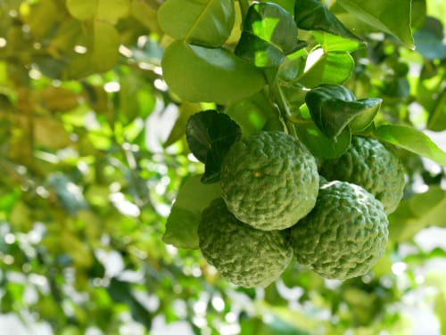 Recette Écume légère au combava moulu