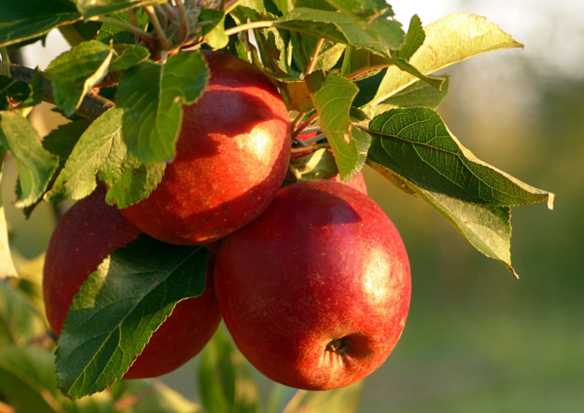 Recettes aux pommes