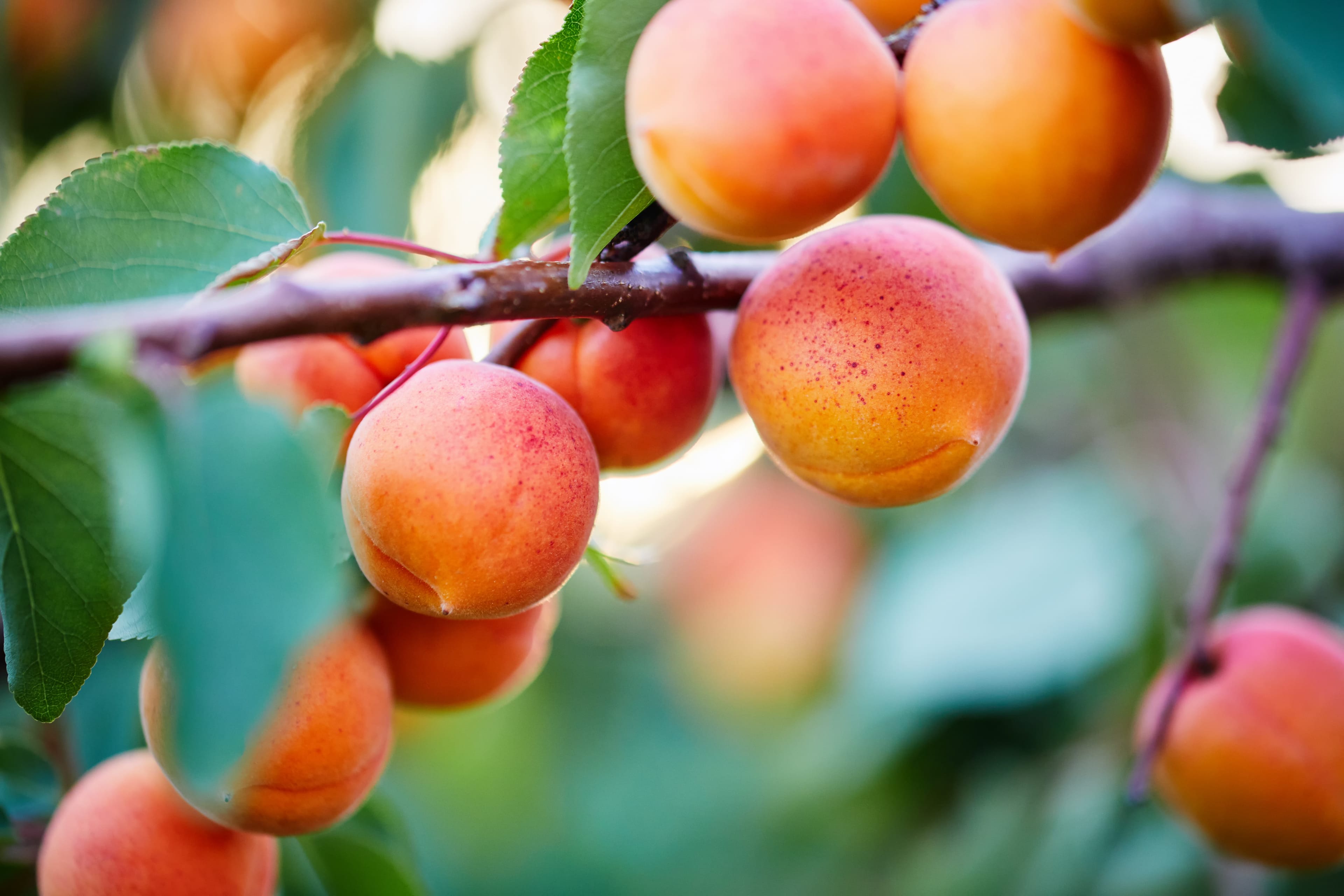 Recettes aux abricots